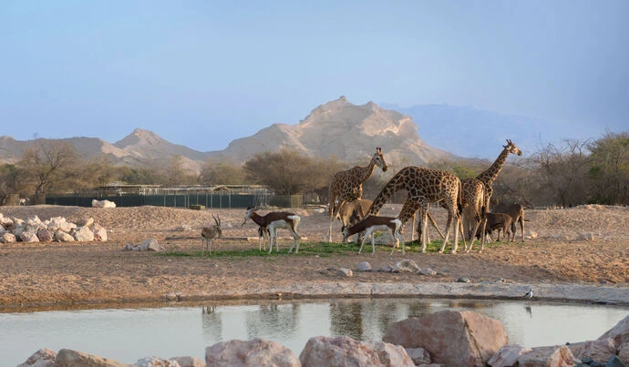 Top 20 Places to Visit in Al Ain 4 Al Ain Zoo