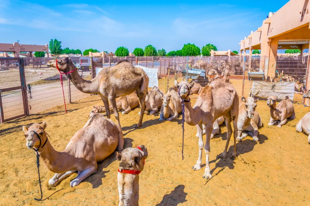 Top 20 Places to Visit in Al Ain 10 Camel Market Al AIn