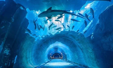 dubai aquarium and underwater zoo with tabby or tamara