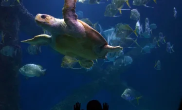 താമരയോ ടാബിയോ ഉള്ള അണ്ടർവാട്ടർ അക്വേറിയം ദുബായ് മാൾ