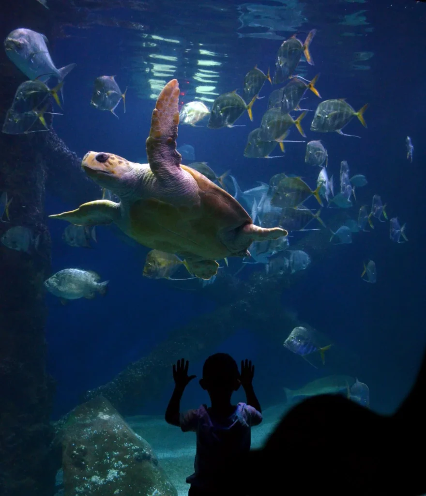 Dubai Aquarium and Underwater Zoo at Dubai Mall 1 underwater aquarium dubai mall with tamara or tabby