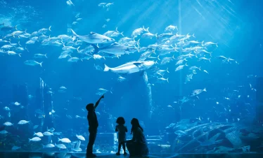 lost chambers aquarium at atlantis the palm