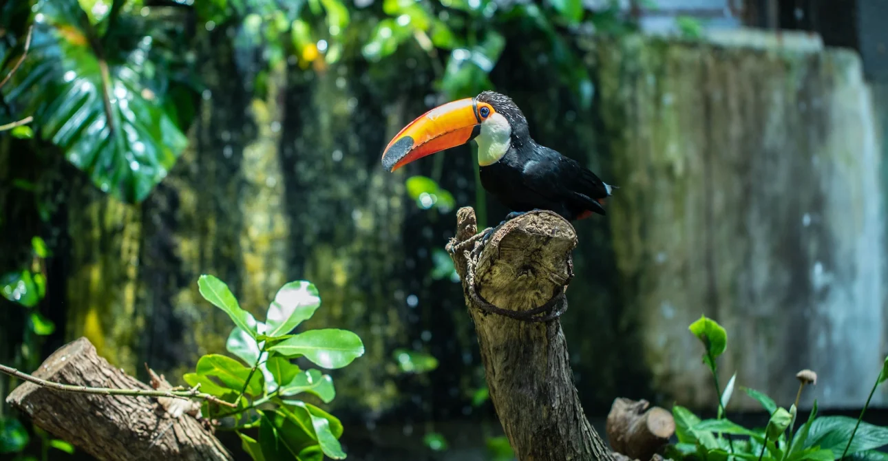 Green Planet in Dubai: Explore the City’s Tropical Oasis 6 Green Planet in Dubai: Explore the City’s Tropical Oasis