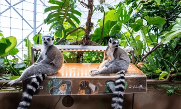 the green planet city walk dubai united arab emirates