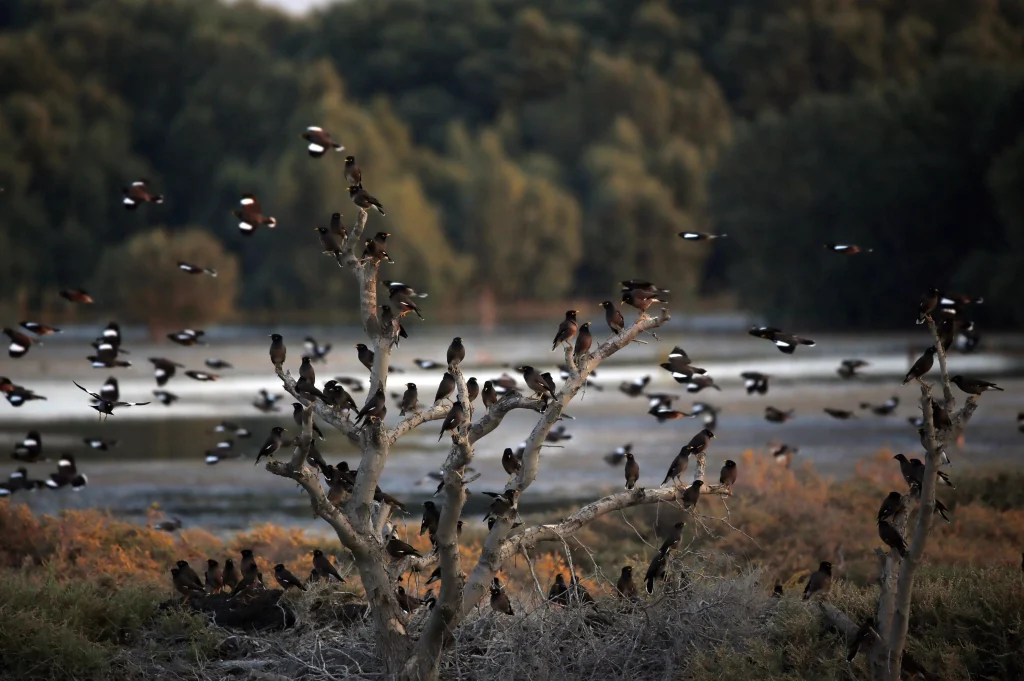 Ras Al Khor Wildlife Sanctuary: Dubai’s Hidden Nature Gem 6 Wildlife Sanctuary in Ras Al Khor