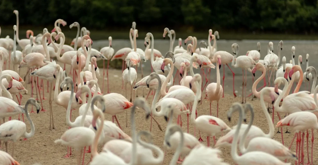 Ras Al Khor Wildlife Sanctuary: Dubai’s Hidden Nature Gem 3 Ras Al Khor Wildlife Sanctuary: Dubai’s Hidden Nature Gem