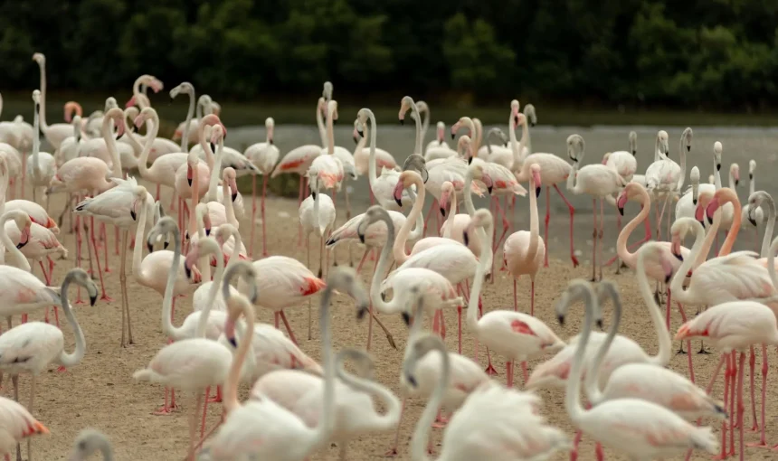 Wildlife Sanctuary location in Ras Al Khor