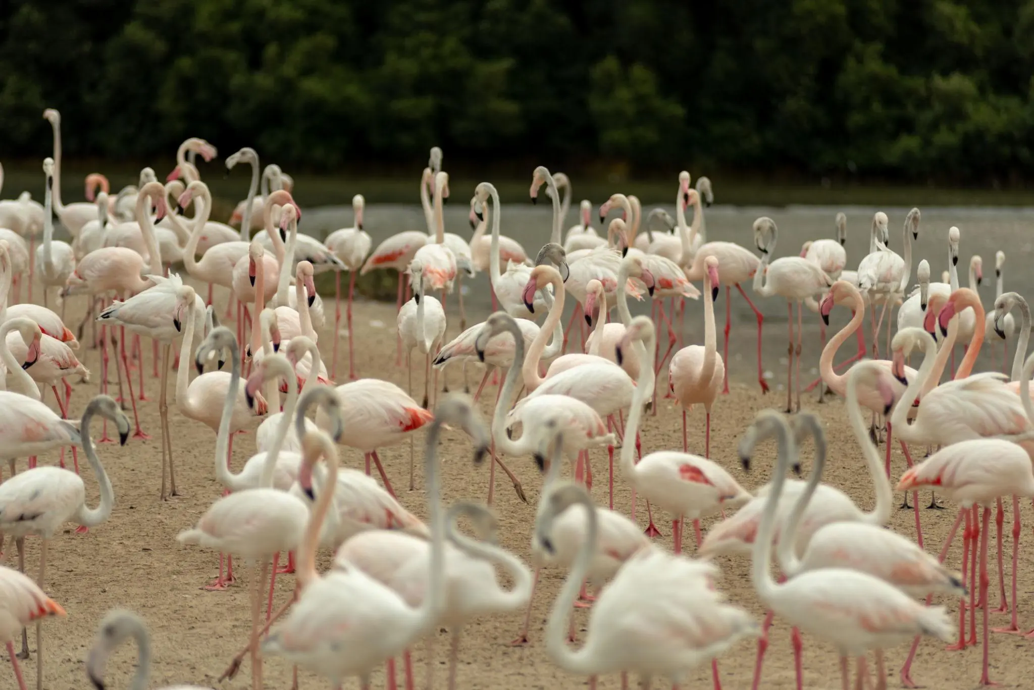 Ras Al Khor Wildlife Sanctuary: Dubai’s Hidden Nature Gem 1 Wildlife Sanctuary location in Ras Al Khor