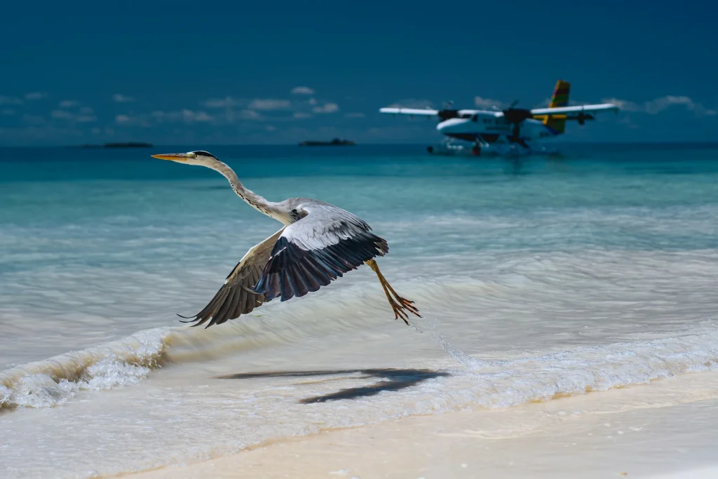 Holiday Package from Dubai to Maldives Island Escape 4 Holiday packages from Dubai to Maldives