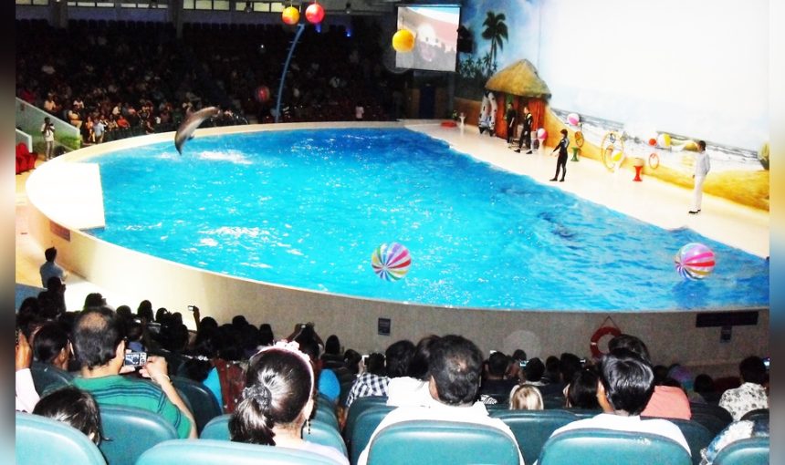 Dubai Dolphinarium: Dolphin and Seal Show 1 Dubai Dolphinarium