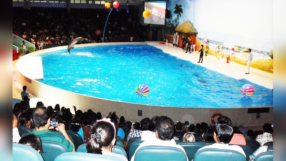 Dubai Dolphinarium: Dolphin and Seal Show 9 Dubai Dolphinarium: Dolphin and Seal Show