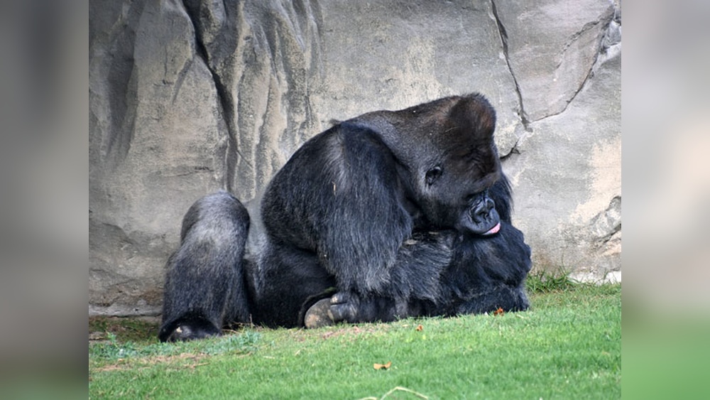 Dubai Safari Park: Guide to Wildlife and Attractions 6 Dubai Safari Park: Guide to Wildlife and Attractions
