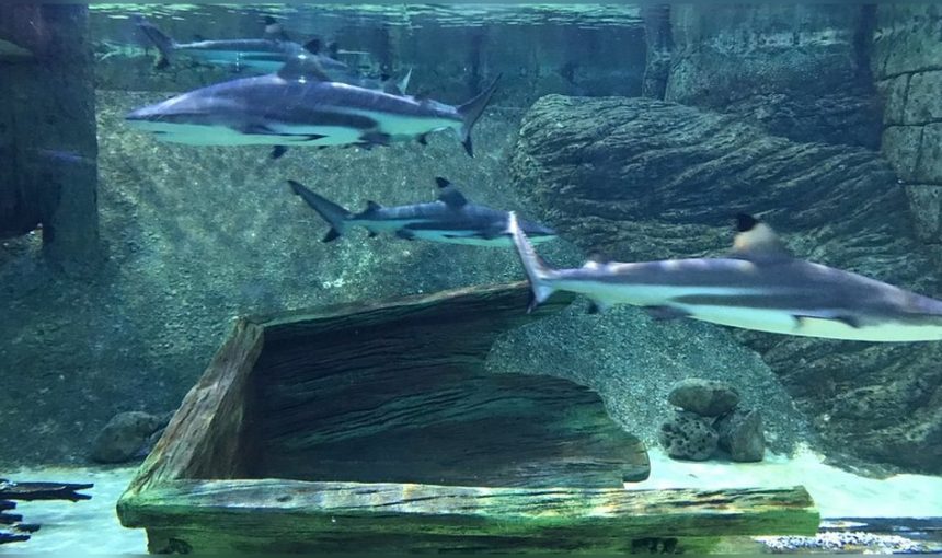 Sharjah Aquarium Review: Dive Into Marine Wonders Today 1 Sharjah Aquarium Review