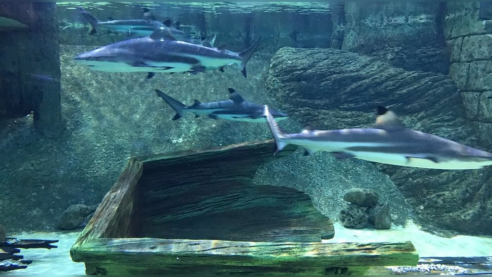 Sharjah Aquarium Review: Dive Into Marine Wonders Today 1 Sharjah Aquarium Review: Dive Into Marine Wonders Today