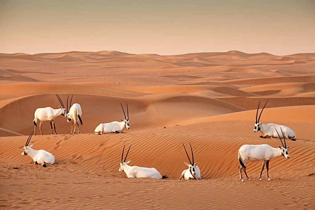 Al Marmoom Conservation Reserve Dubai’s Hidden Oasis 4 Al Marmoom Conservation Reserve in dubai