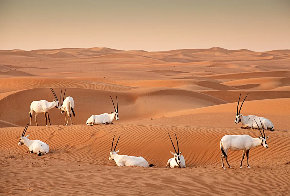 Al Marmoom Conservation Reserve in dubai