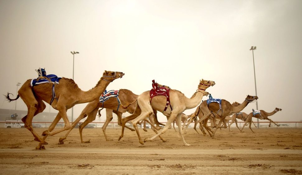 Camel Races in Dubai