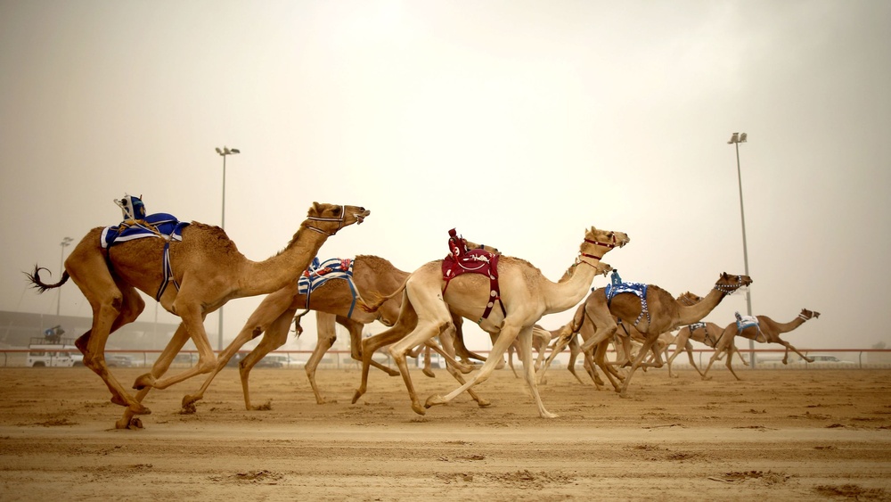 Camel Races in Dubai Thrilling Tradition - Modern Spectacle 1 Camel Races in Dubai Thrilling Tradition – Modern Spectacle