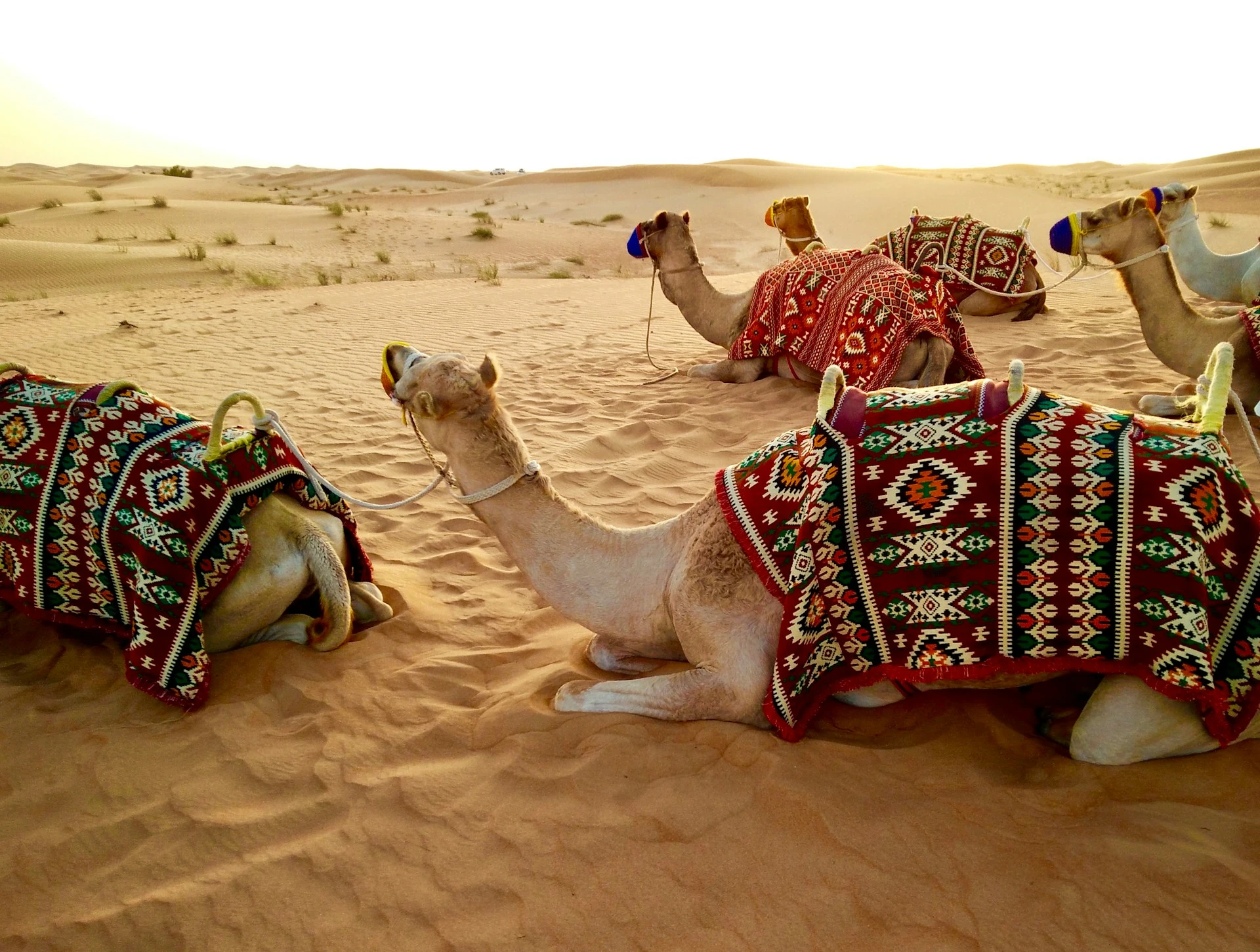 Dubai Private Desert Safari Luxury Adventure Experience 5 Dubai Private Desert Safari Luxury Adventure Experience