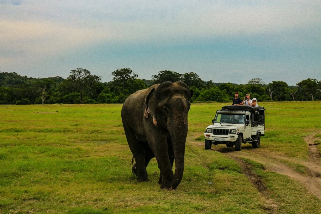 Tour Package to Sri Lanka for Unforgettable Adventures 4 tour package to sri lanka with tabby