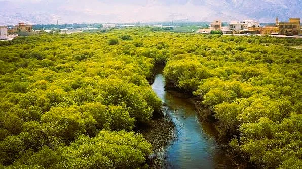 Al Rams Ras Al Khaimah: Beach and Mangroves Guide 3 al rams in rak mangrove