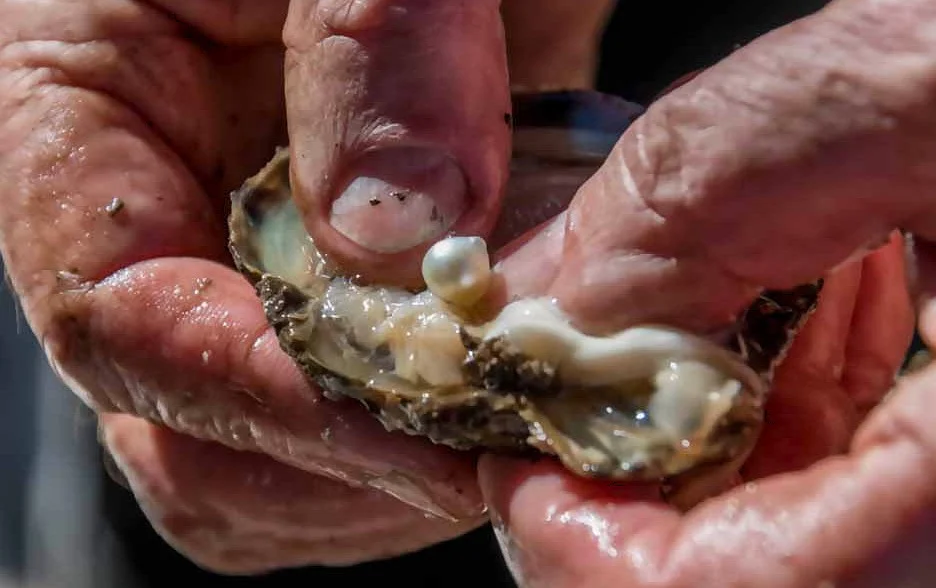 Suwaidi Pearl Farm Ras Al Khaimah: Tours and Visitor Tips 3 suwaidi pearl farm