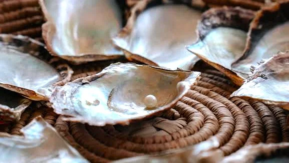 Suwaidi Pearl Farm Ras Al Khaimah: Tours and Visitor Tips 4 suwaidi pearls