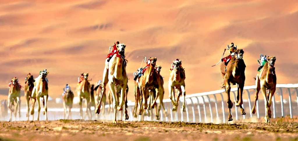 Al Tallah Camel Race Course Ajman: Race Times, Entry and Visitor Guide 4 Al Tallah Camel Race Course ajman