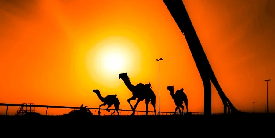 Al Tallah Camel Race Course Ajman: Race Times, Entry and Visitor Guide 2 Al Tallah Camel Race Course images