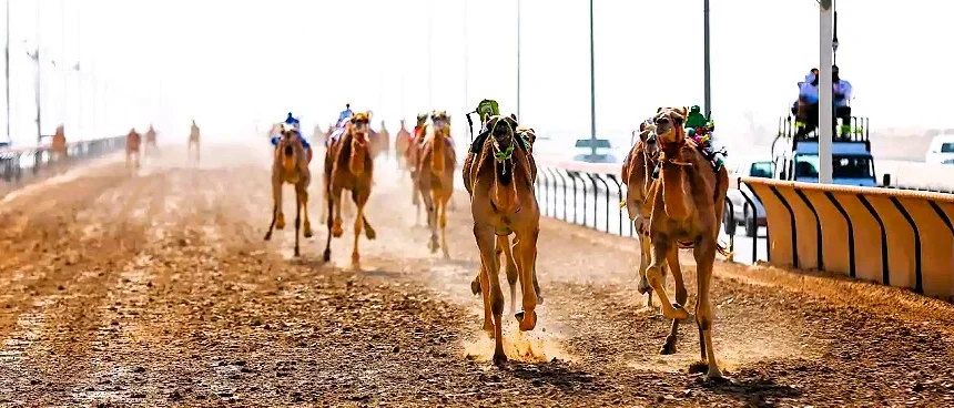 Al Tallah Camel Race Course Ajman: Race Times, Entry and Visitor Guide 1 Al Tallah Camel Race Course location