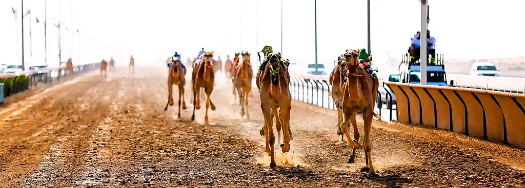 Al Tallah Camel Race Course Ajman: Race Times, Entry and Visitor Guide 10 Al Tallah Camel Race Course Ajman: Race Times, Entry and Visitor Guide