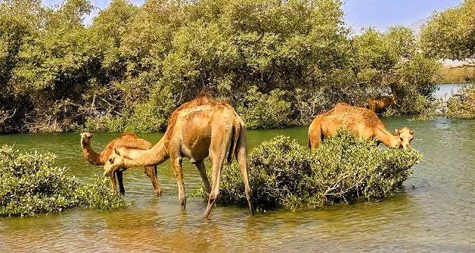 Al Zorah Natural Reserve Ajman: Kayaking, Prices, Hotels and Things to Do 4 Al Zorah Natural Reserve location