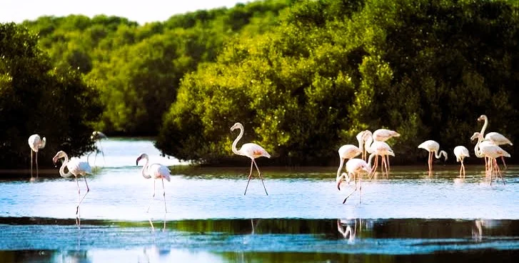 Al Zorah Natural Reserve Ajman: Kayaking, Prices, Hotels and Things to Do 2 Al Zorah Natural Reserve uae