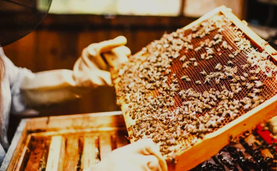 Hatta Honey Bee Discovery Centre: Tickets, Timings and Tips 3 Hatta Honey Bee Discovery Centre dubai