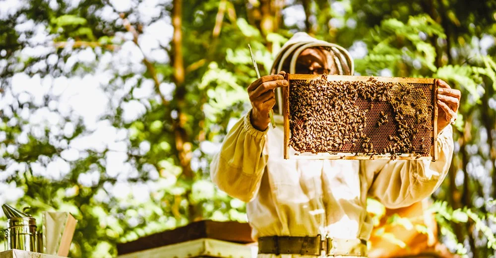Hatta Honey Bee Discovery Centre: Tickets, Timings and Tips 2 Hatta Honey Bee Discovery Centre photos