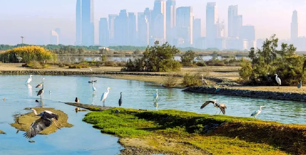 Khor Al Beidah, Umm Al Quwain: Kayaking, Birds and How to Visit 3 Khor Al Beidah location