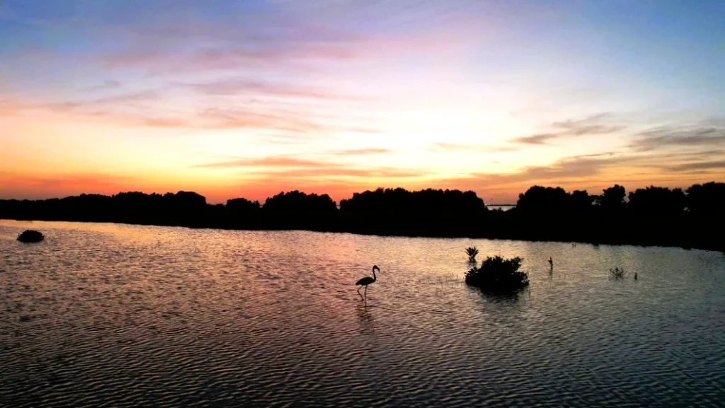 Khor Al Beidah, Umm Al Quwain: Kayaking, Birds and How to Visit 4 Khor Al Beidah sunset