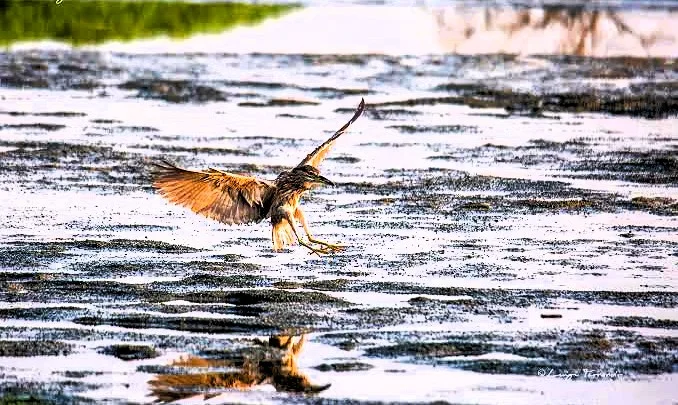 Khor Al Beidah, Umm Al Quwain: Kayaking, Birds and How to Visit 1 Khor Al Beidah