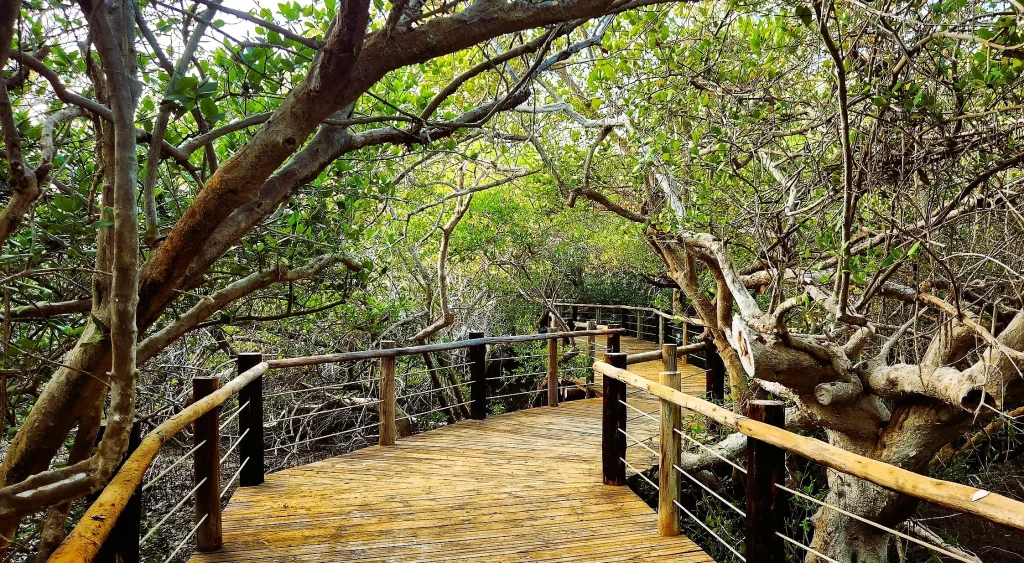 Khor Kalba Mangrove Centre in Sharjah: Tickets, Timings and What to See 2 Khor Kalba Mangrove Centre