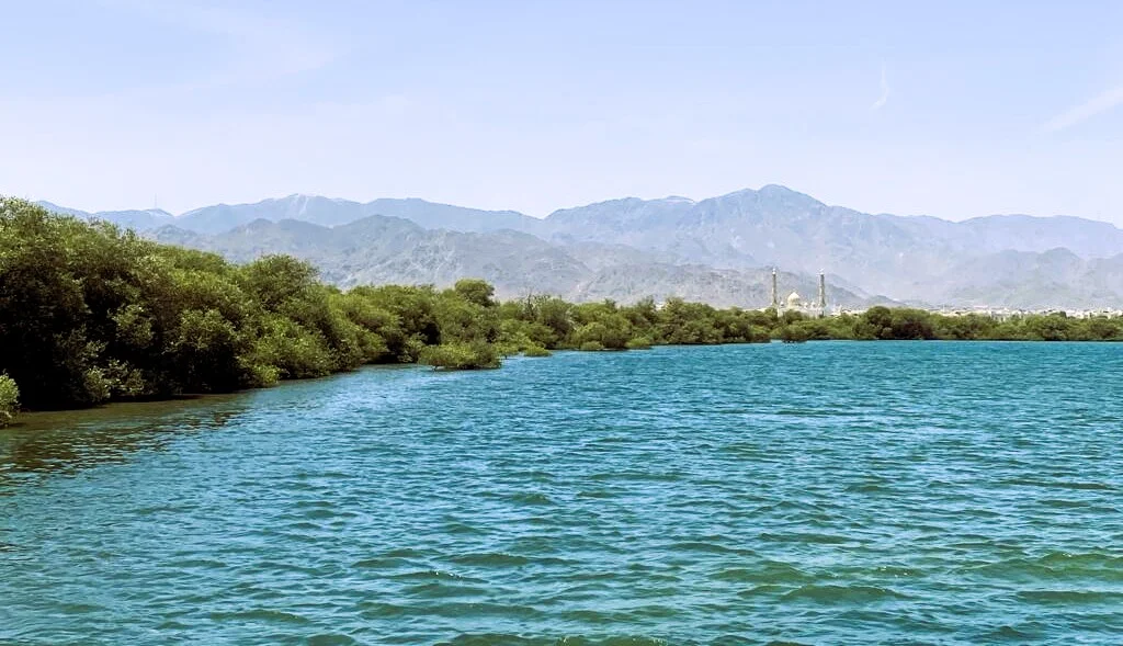 Khor Kalba Mangrove Centre in Sharjah: Tickets, Timings and What to See 1 Khor Kalba Mangrove Centre view