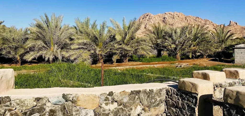 Masfout Oasis Ajman: Falaj Walks, Date Farms and Nearby Places to Visit 3 Masfout Oasis location
