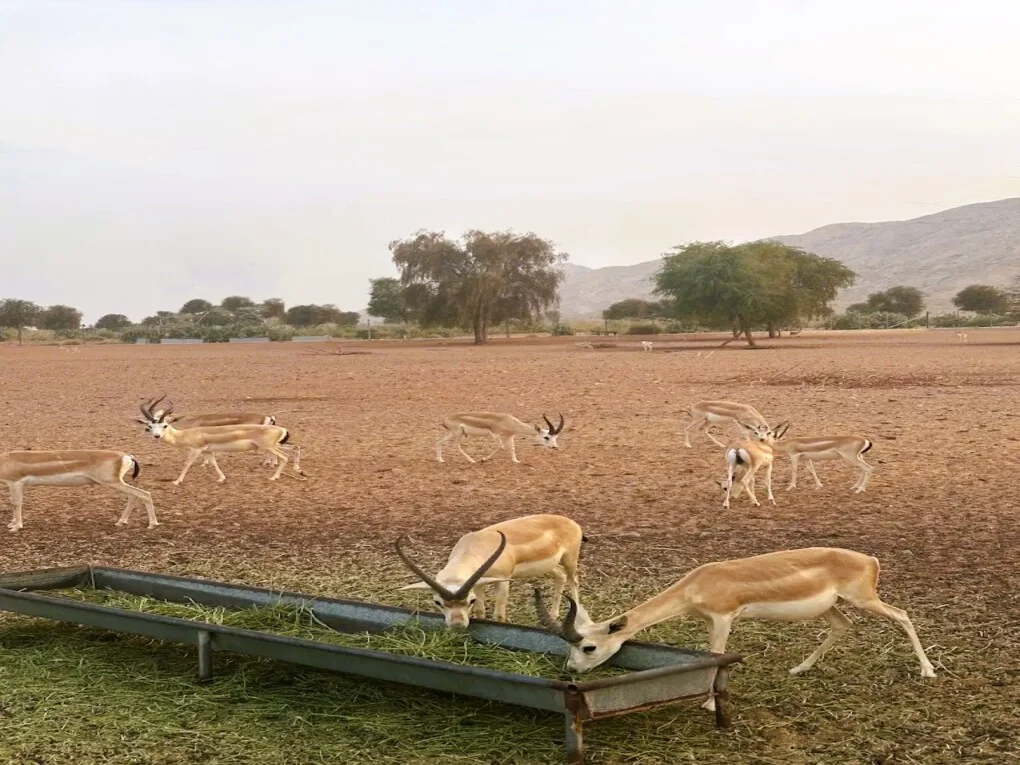 Mleiha National Park Sharjah: Activities, Landmarks and Where to Stay 3 Sand gazelles grazing in Mleiha National Park, Sharjah