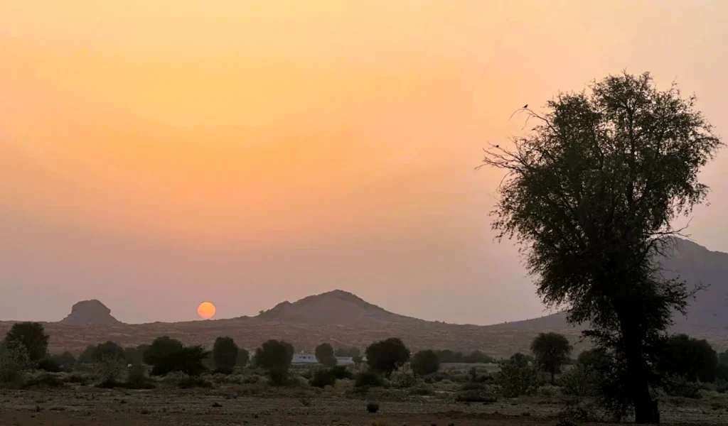 Mleiha National Park Sharjah: Activities, Landmarks and Where to Stay 2 Sunset over Mleiha National Park in Sharjah with the Faya mountains and a ghaf tree