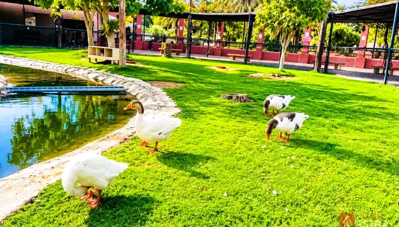Sharjah Desert Park: Wildlife Centre, Museum, Tickets and Timings 3 Geese at the Children's Farm in Sharjah Desert Park
