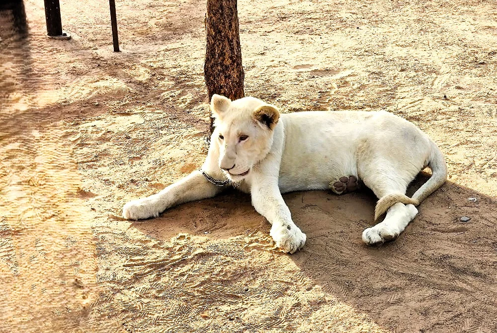 The Zoo Wild Life Park Umm Al Quwain: Tickets, Timings and Visitor Tips 3 The Zoo Wild Life Park Umm Al Quwain animals