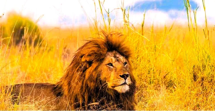 The Zoo Wild Life Park Umm Al Quwain: Tickets, Timings and Visitor Tips 4 The Zoo Wild Life Park Umm Al Quwain lion