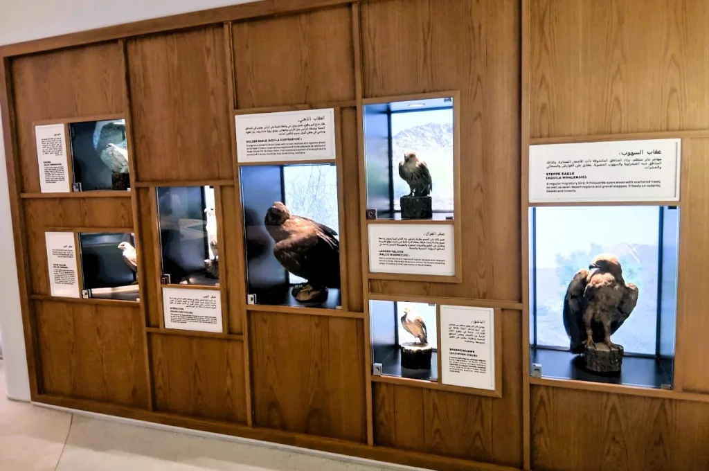Al Dhaid Wildlife Museum in Sharjah: Seven Halls, Location and Visit Tips 3 al dhaid wildlife museum images