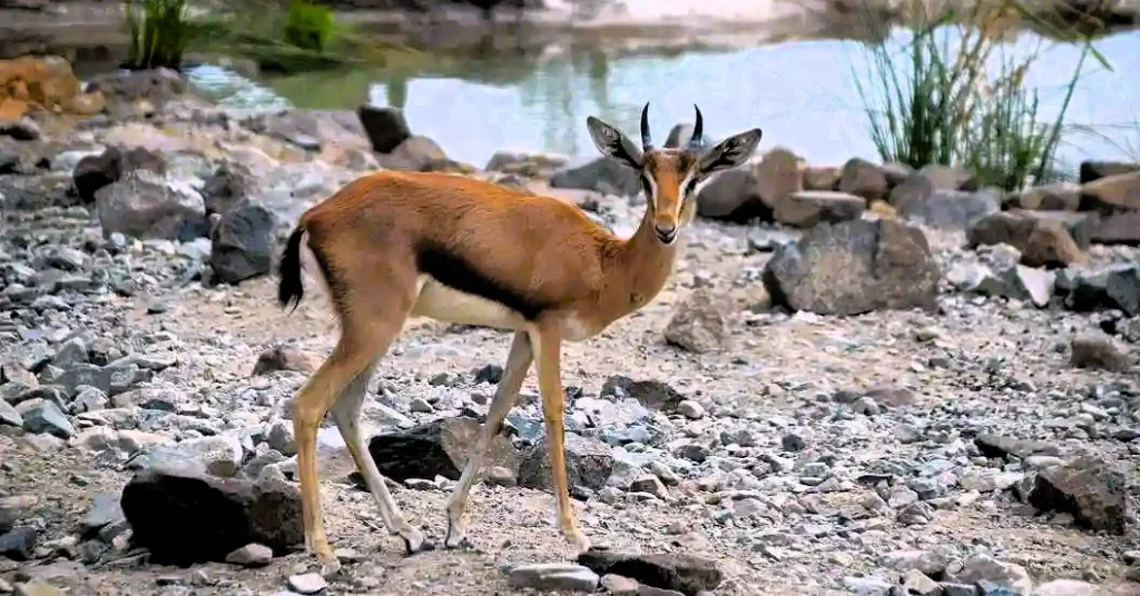 Al Hefaiyah Mountain Conservation Centre: Tickets, Timings and Wildlife 2 al hefaiyah mountain conservation centre photos