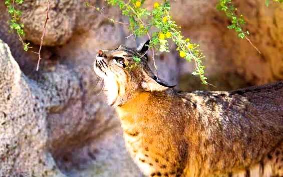 Al Hefaiyah Mountain Conservation Centre: Tickets, Timings and Wildlife 1 al hefaiyah mountain conservation centre animals