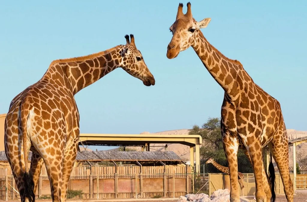 Al Ain Zoo Abu Dhabi 3 Al Ain Zoo in Al Ain, UAE
